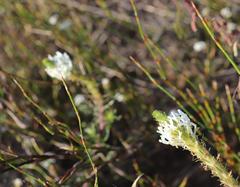 Dischisma ciliatum ciliatum