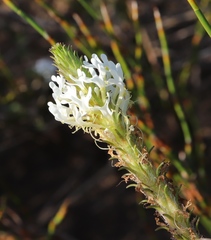 Dischisma ciliatum ciliatum