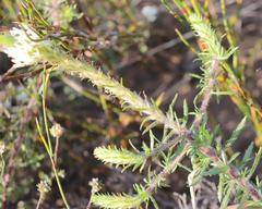 Dischisma ciliatum ciliatum