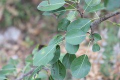 Pyrus communis pyraster