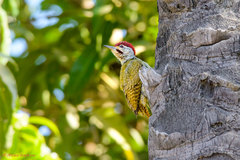 Campethera punctuligera