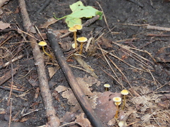 Mycena oregonensis