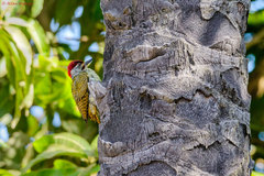 Campethera punctuligera
