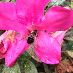 Bombus impatiens