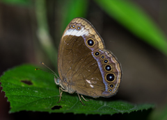 Mycalesis anaxias