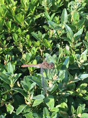 Sympetrum sanguineum