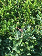 Sympetrum sanguineum