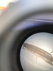 Speziorchestia grillus