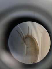 Speziorchestia grillus