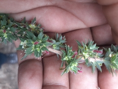 Cliffortia polygonifolia polygonifolia