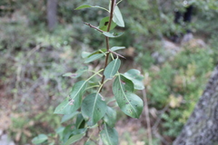 Pyrus communis pyraster