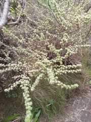 Cliffortia polygonifolia polygonifolia