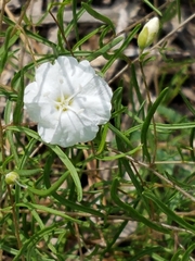 Stylisma pickeringii