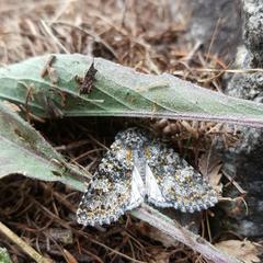 Polymixis xanthomista