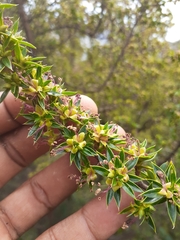 Cliffortia tridentata