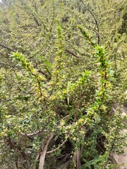 Cliffortia tridentata