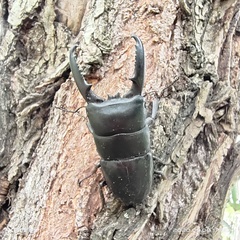 Serrognathus titanus platymelus