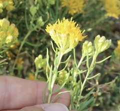 Isocoma pluriflora