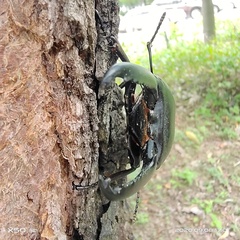 Serrognathus titanus platymelus
