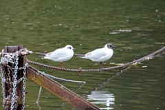 Chroicocephalus ridibundus