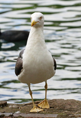 Larus fuscus