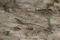 Aspidoscelis marmoratus