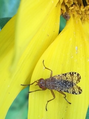 Euthycera chaerophylli