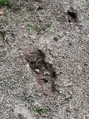 Cervus elaphus elaphus