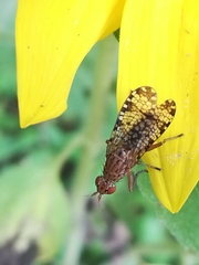 Euthycera chaerophylli