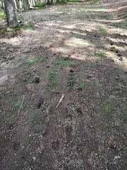 Cervus elaphus elaphus