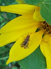 Euthycera chaerophylli