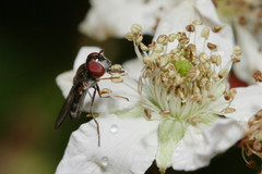 Platycheirus obscurus