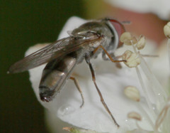 Platycheirus obscurus