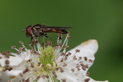 Platycheirus obscurus