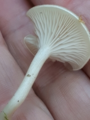 Hygrophorus piceae