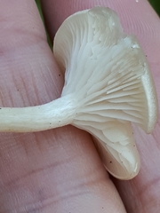 Hygrophorus piceae