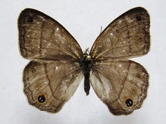 Cissia pompilia