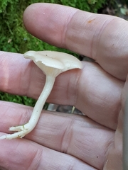 Hygrophorus piceae