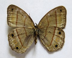 Cissia pompilia