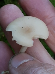 Hygrophorus piceae