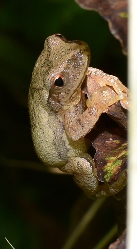 Spring Peeper photographed in Vermont