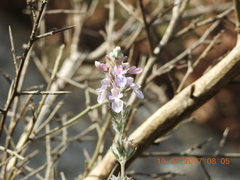 Teucrium creticum