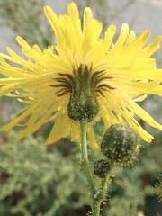Sonchus arvensis
