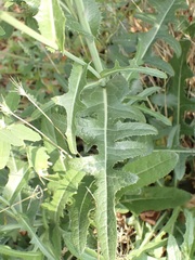 Sonchus arvensis