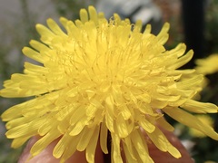 Sonchus arvensis