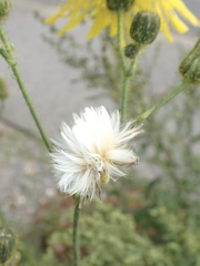 Sonchus arvensis
