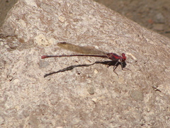 Argia funcki