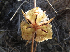 Calochortus tiburonensis