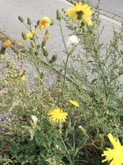 Sonchus arvensis