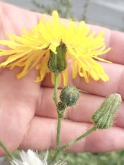 Sonchus arvensis